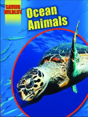 cover image of Ocean Animals